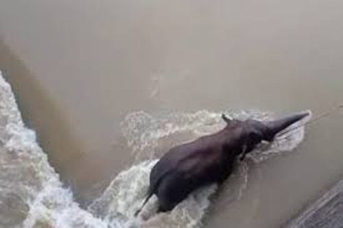 ମୁଣ୍ଡଳୀ ବ୍ୟାରେଜ୍‌ରେ ଗଜରାଜ, ଜୀବନ ସହିତ ସଂଘର୍ଷ