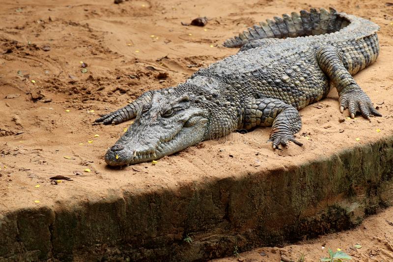 ବାଘ ସଫାରୀରେ କୁମ୍ଭୀର