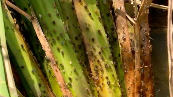 ଚରିଗଲେ ଚକଡ଼ା, ବିଷ ପିଇଲେ ଚାଷୀ