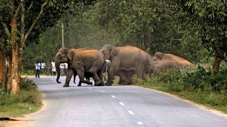 ରେଢ଼ାଖୋଲ-ସମ୍ବଲପୁର ରାସ୍ତାରେ ହେବ ଓଭରବ୍ରିଜ, ହାତୀ ଯିବେ ତାଙ୍କ ଚଲାପଥରେ 