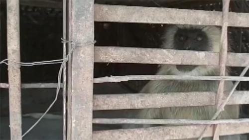 ଧରାପଡ଼ିଲେ ୮୦ କୁକୁରଙ୍କ ୨ ହତ୍ୟାକାରୀ ମାଙ୍କଡ଼