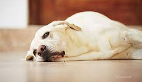 କୁକୁରଙ୍କ ପ୍ରତି ବିପଦ, ସଂକ୍ରମିତ କରୁଛି ଭାଇରସ୍