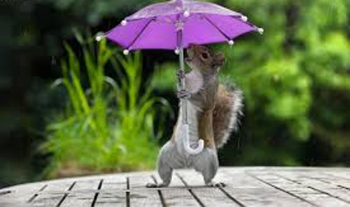 କାହିଁକି ପାଳିତ ହୁଏ ଜାତୀୟ ଛତା ଦିବସ