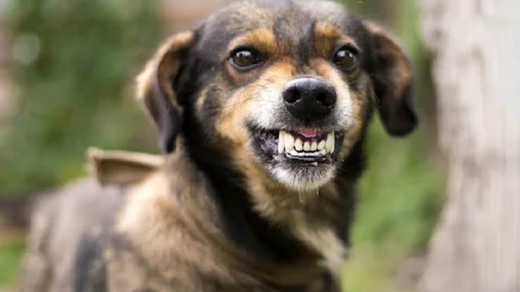 କୁକୁର ରକ୍ତ ପିଇଲେ ପିଲା 