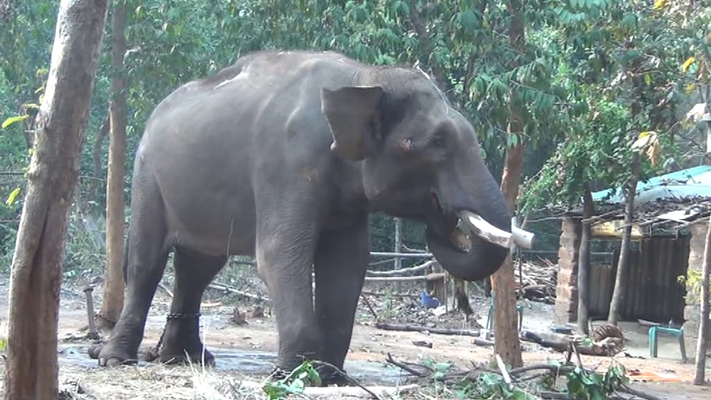 ଆଉ ଉଠିବନି ହାତୀ 'ନନ୍ଦ'