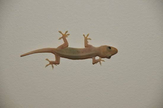 ଝିଟିପିଟି ପଡ଼ିଲା ଖାଦ୍ୟରେ, ୨୦ଜଣ ଅସୁସ୍ଥ 