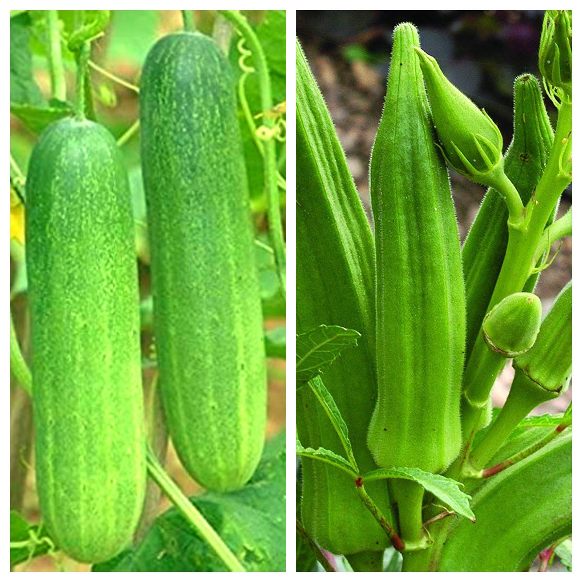 ବର୍ଷା ଦିନେ ଖାଆନ୍ତୁ ଏହି ପରିବା, ବର୍ଷ ସାରା ରହିବେ ସୁସ୍ଥ