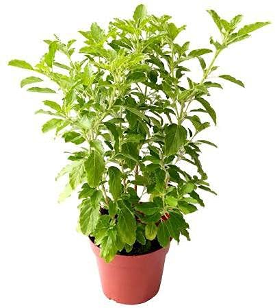 ସାବଧାନ! ତୁଳସୀ ପତ୍ର ଚୋବେଇକି ଖାଉଛନ୍ତି କି ?