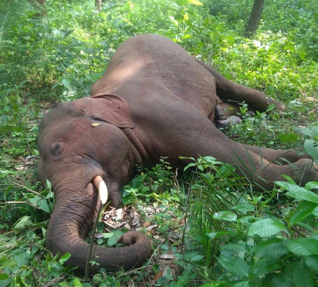 ହାତୀ ମୃତ୍ୟୁ ରୋକିବାକୁ ଜଏଣ୍ଟ ଟାସ୍କ ଫୋର୍ସ