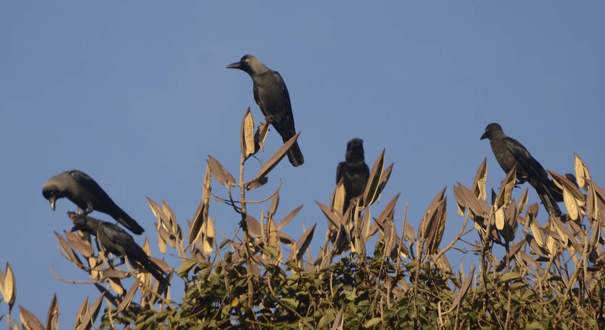 ଘରକୁ କାଉ ଆସିବା ଶୁଭ ନା ଅଶୁଭ? ଜାଣନ୍ତୁ କ’ଣ କୁହେ ଶକୁନ ଶାସ୍ତ୍ର