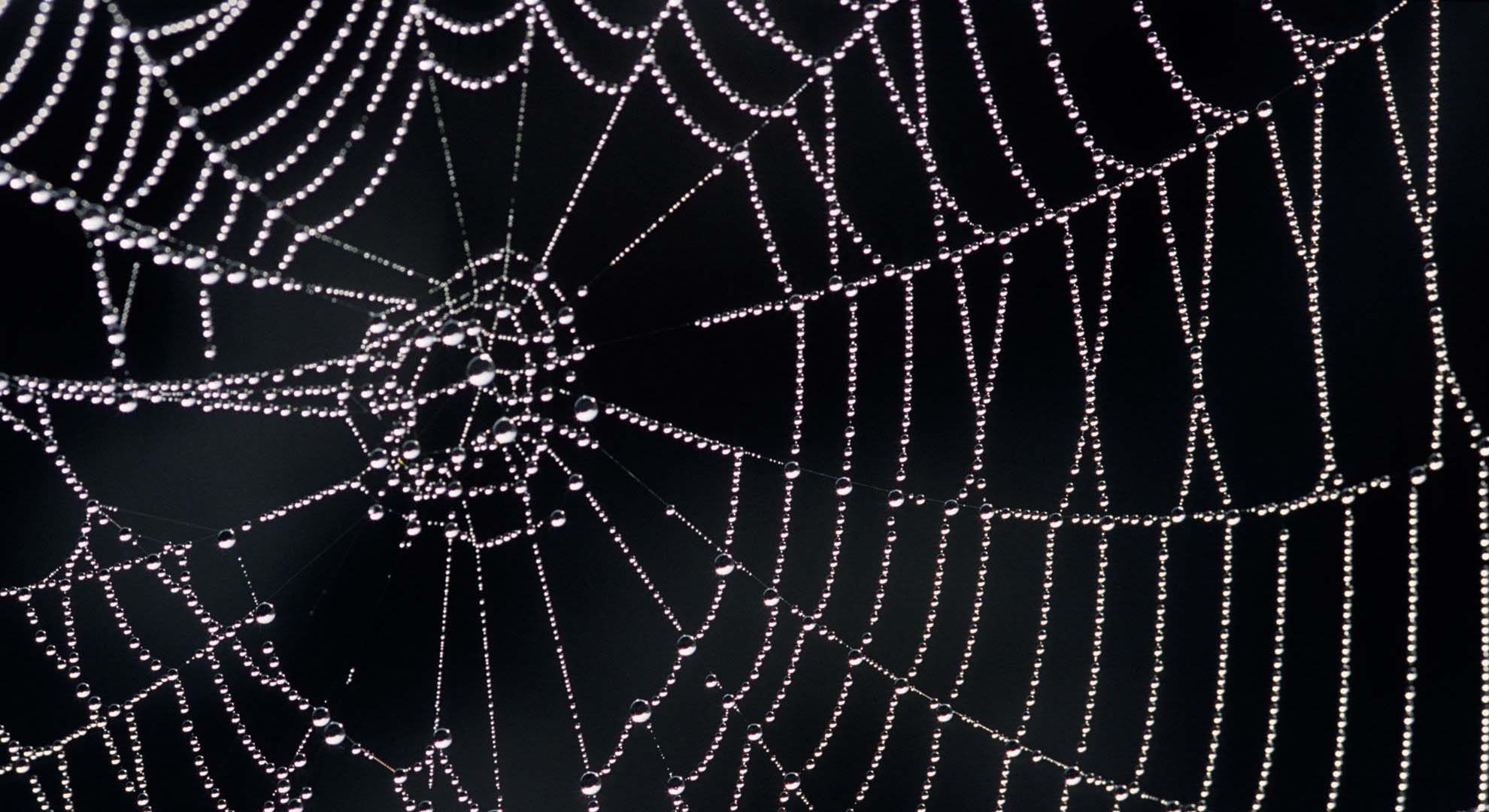 କାହିଁକି ବୁଢ଼ିଆଣି ଜାଲକୁ କୁହାଯାଏ ଅଶୁଭ ?