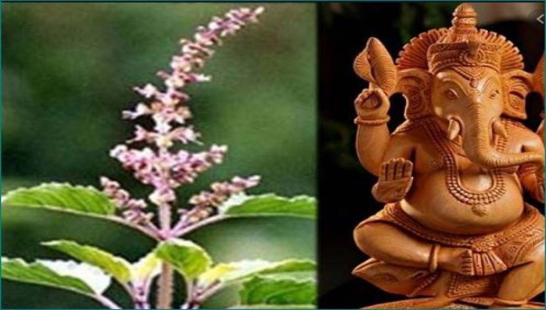 କାହିଁକି ଭଗବାନ ଗଣେଶଙ୍କ ପାଖରେ ଲାଗେ ନାହିଁ ତୁଳସୀ