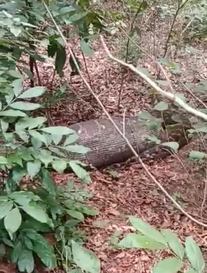 ମଣିଷକୁ  ଗିଳିଲା ଅଜଗର!