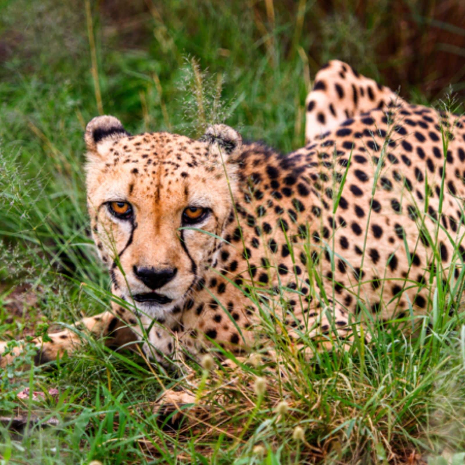 ଆଜି ନାମିବ୍ୟାରୁ ଭାରତ ଆସିବେ ଚିତା