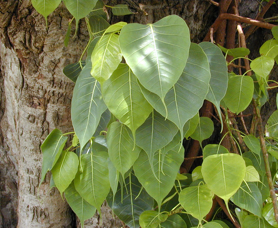ଭୁଲରେ ବି ଉପାଡନ୍ତୁ ନାହିଁ ଏହି ଗଛ