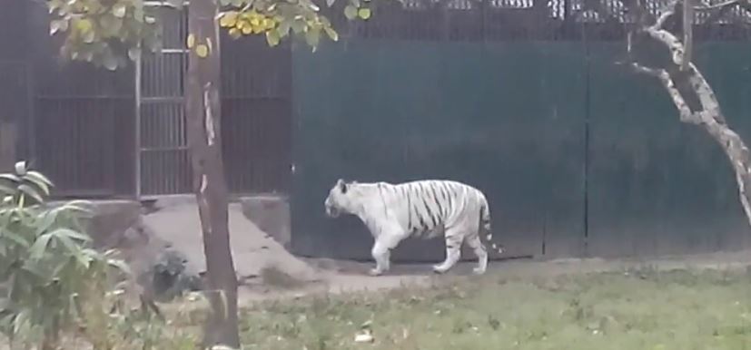 ପୁଣି  ଧଳା ବାଘୁଣୀ ‘ବିଜୟା’ ଅସୁସ୍ଥ