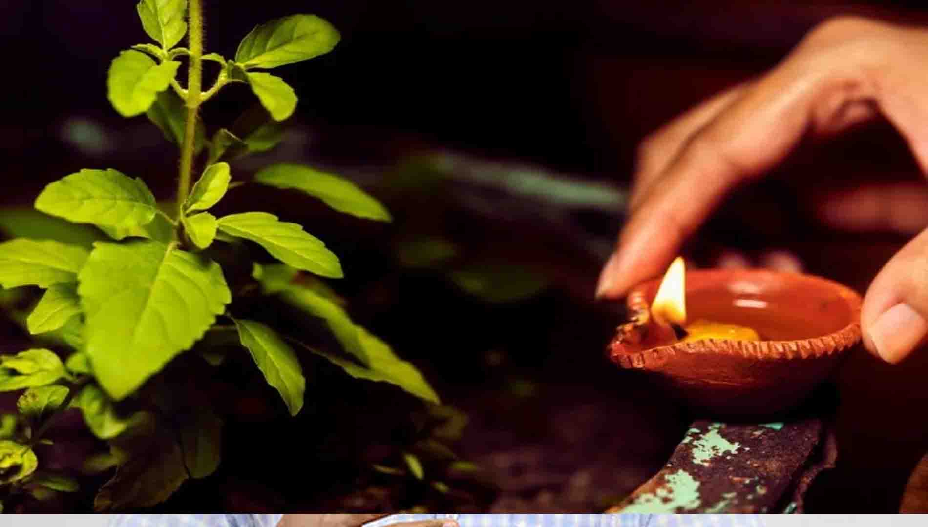 କାର୍ତ୍ତିକ ମାସରେ ତୁଳସୀ ପୂଜା କରୁଛନ୍ତିକି? 