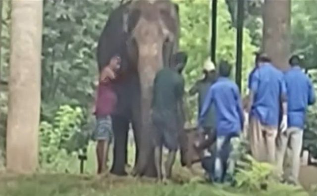 ନନ୍ଦନକାନନ ପାଇଁ ଦୁଃଖଦ ଖବର, ହାତୀ ‘ପ୍ରେମା’ ଅସୁସ୍ଥ