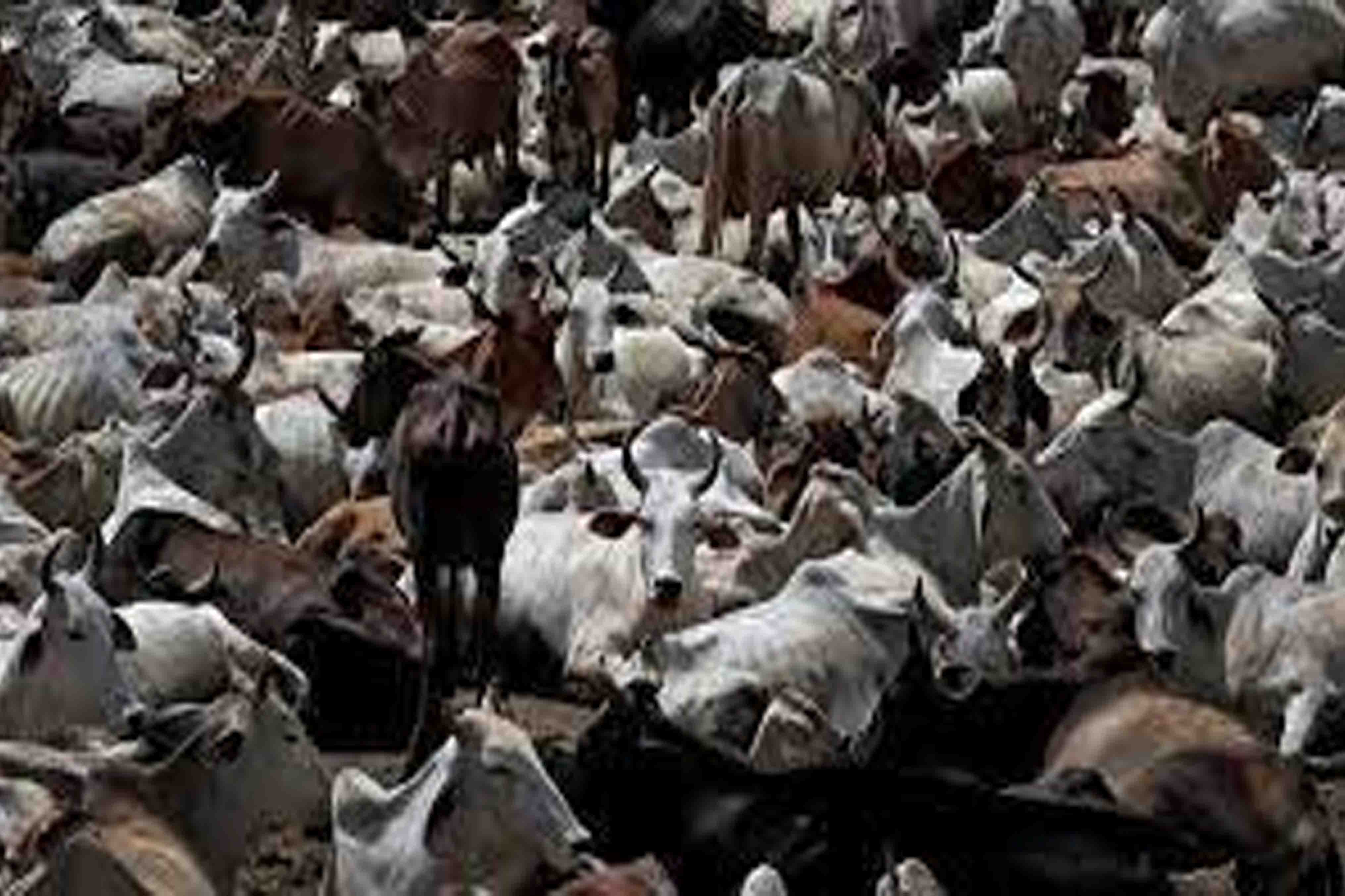 ଗୋରୁ ଚୋରା ଚାଲାଣ, ଅଧାବାଟରେ ମାଡ଼ି ବସିଲା ପୁଲିସ