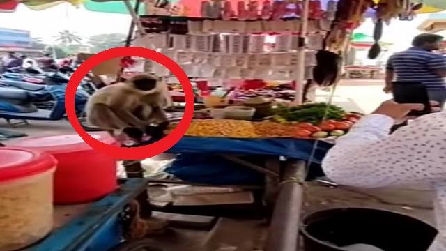 ଭୁବନେଶ୍ୱର ମାର୍କେଟ ବିଲ୍ଡିଂରେ ମାଙ୍କଡ ଭୟ 