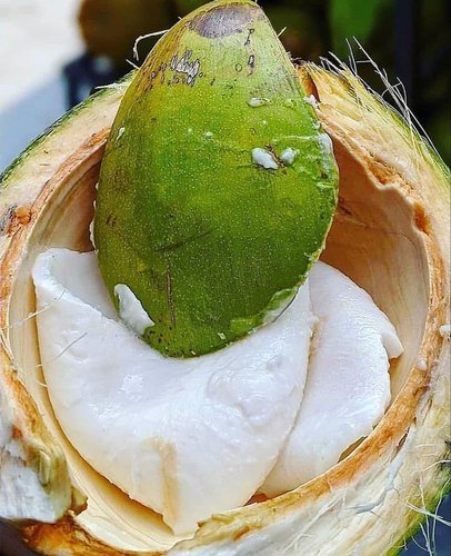 ହାର୍ଟକୁ ସୁସ୍ଥ ରଖେ ନଡିଆ ନାଳି
