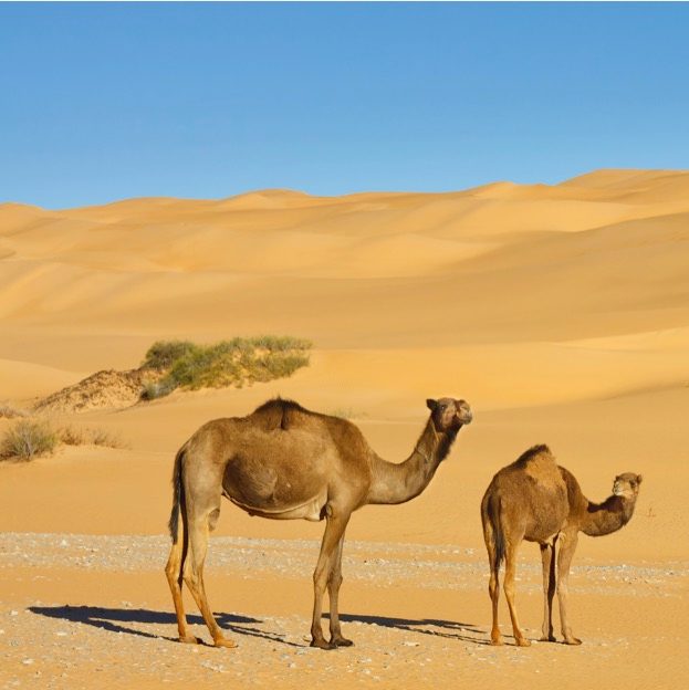 ରାଜସ୍ଥାନ ସରକାରଙ୍କ ବଡ ଘୋଷଣା,  ଓଟ ପାଳିଲେ ମିଳିବ ଦଶହଜାର