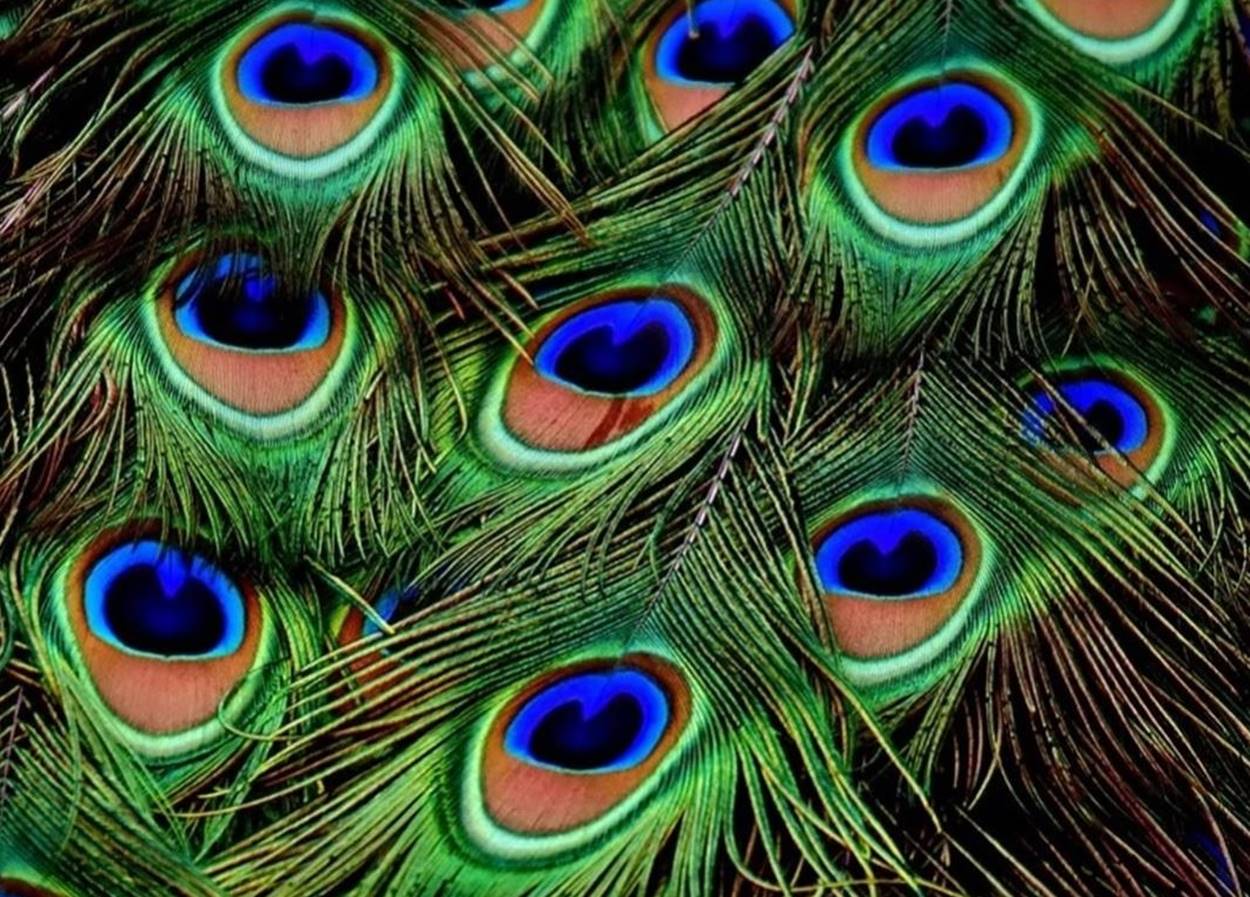 ଘରେ ରଖନ୍ତୁ ମୟୂର ପୁଚ୍ଛ, ନକରାତ୍ମକତା ଦୂର ହେବ