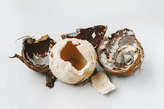 ପୂଜା ସମୟରେ ଯଦି ନଡିଆ ଖରାପ ବାହାରେ କ’ଣ ସୂଚନା ଦିଏ 