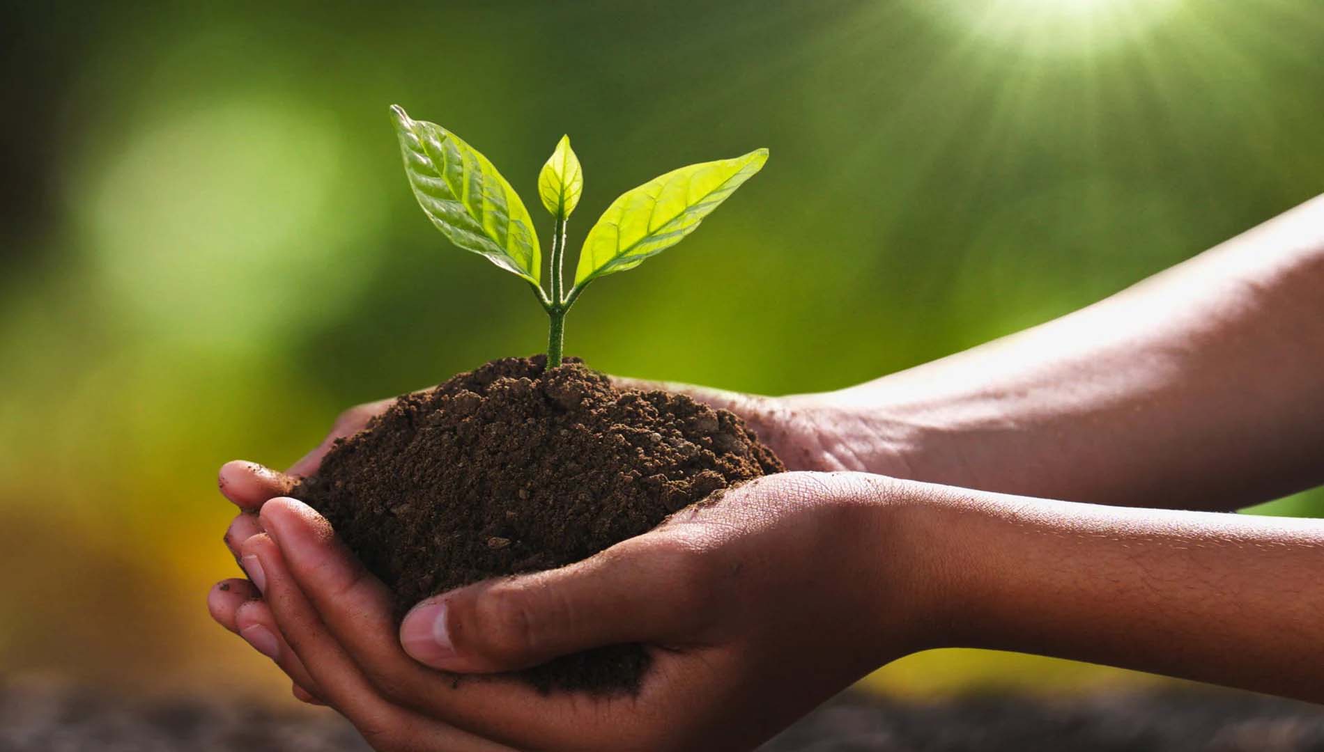  ବିଶ୍ୱ ମୃତ୍ତିକା ଦିବସ