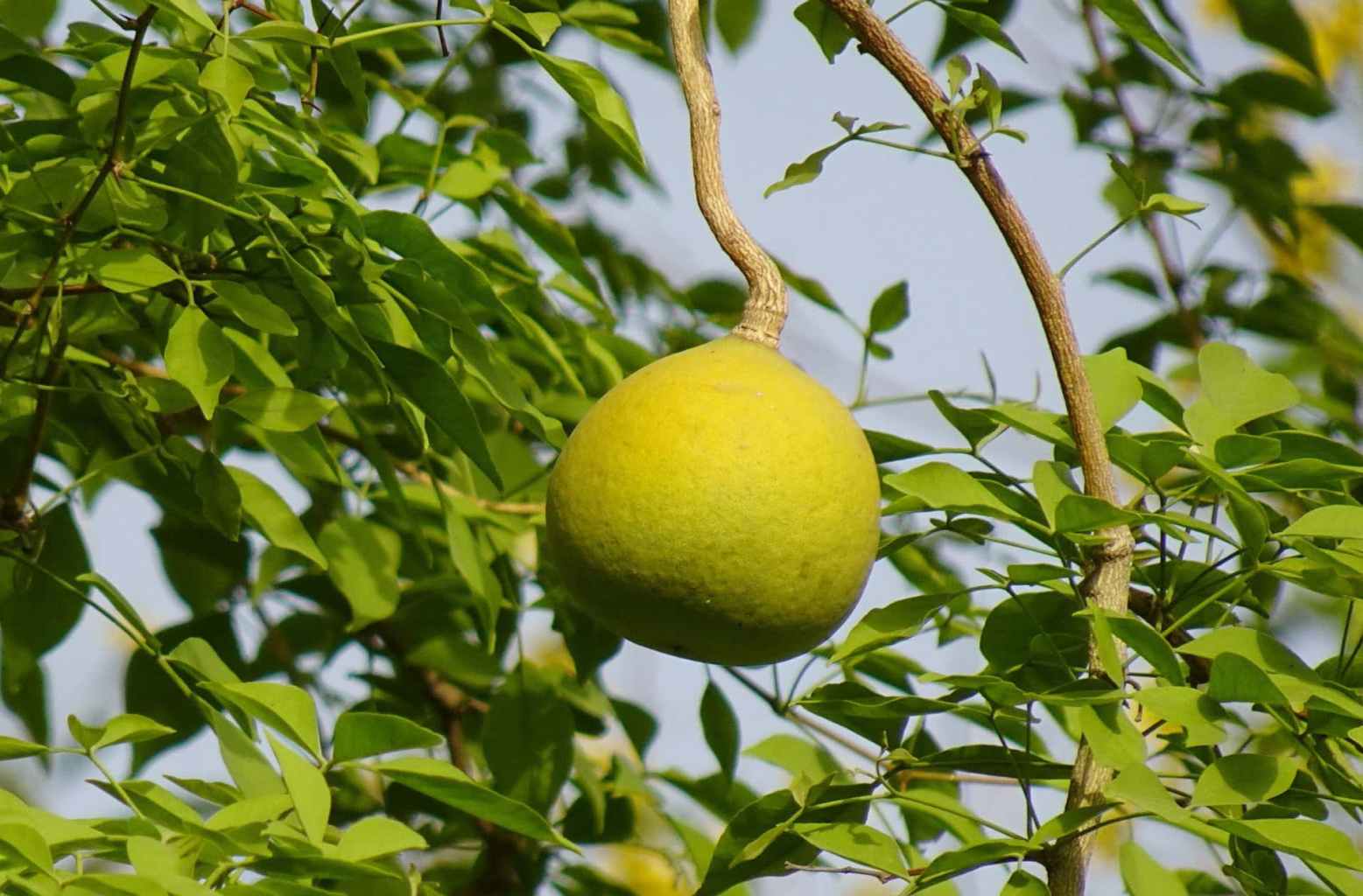  ବାଡିରେ ଲଗାନ୍ତୁ ଏହି ଗଛ, ମିଳିବ ଅନେକ ସୌଭାଗ୍ୟ