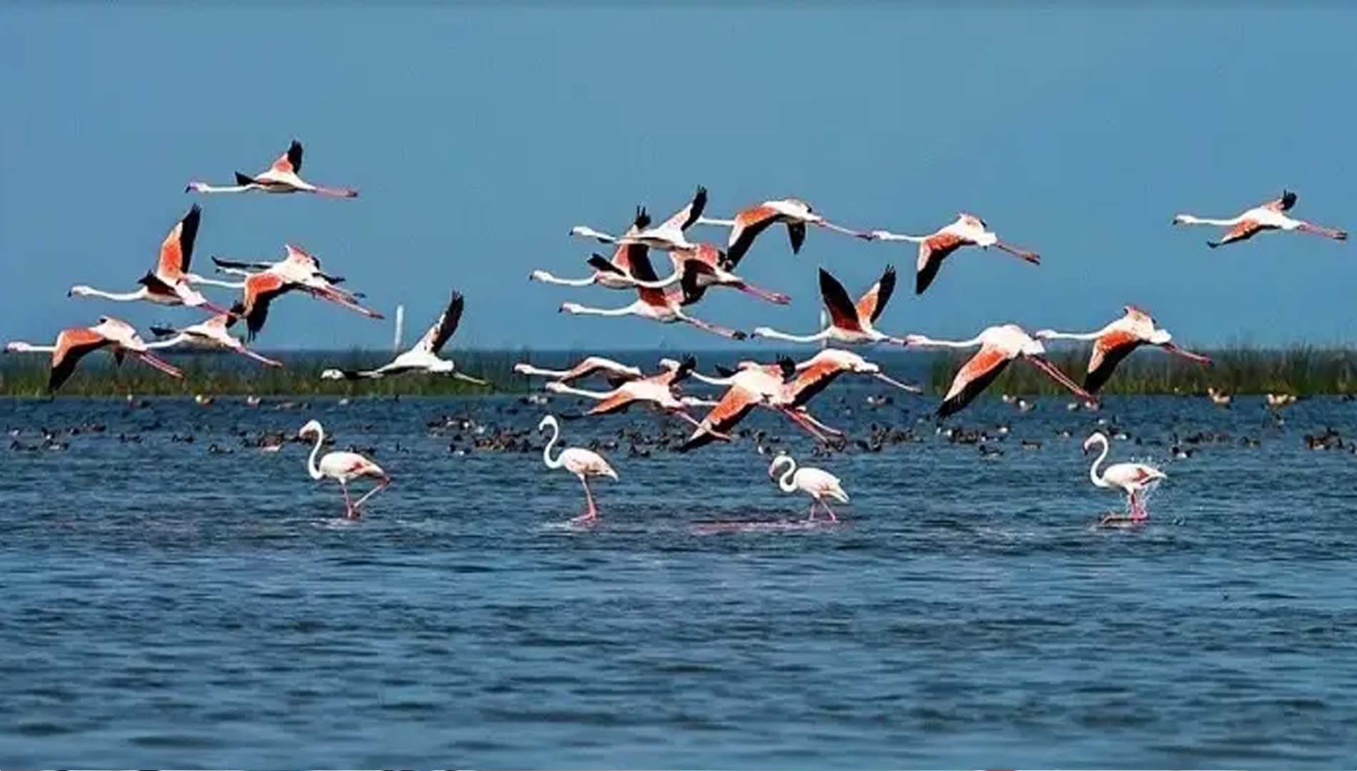 ବିଦେଶୀ ପକ୍ଷୀଙ୍କ ଆଗମନରେ ସୁନ୍ଦର ହୋଇଛି ଭିତରକନିକା