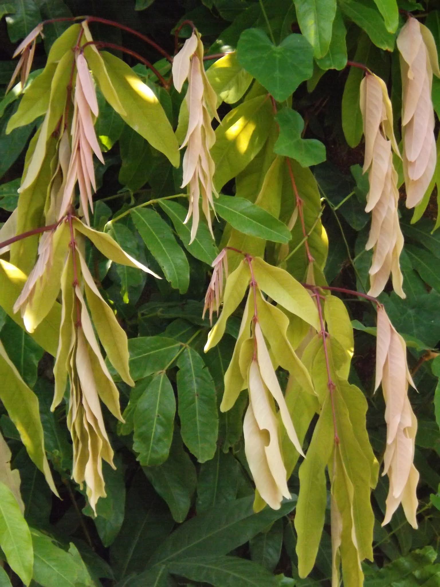 ମହିଳାଙ୍କ ଏହିସବୁ ସମସ୍ୟା ଦୂର କରିବ ଅଶୋକ ଗଛ