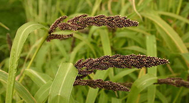 ମାଣ୍ଡିଆ ଚାଷୀଙ୍କ ପାଇଁ ଖୁସି ଖବର, ଜାଣନ୍ତୁ କ’ଣ 