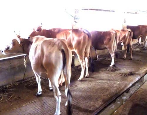 ବିଚ୍ଛିନ୍ନାଞ୍ଚଳବାସୀଙ୍କ ଅଜବ ବିଶ୍ୱାସ : ଗାଈ ପାଳିବେ, କ୍ଷୀର ଦୁହିଁବେନି