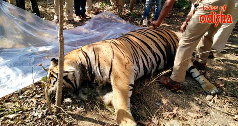 ନନ୍ଦନକାନନରେ ପ୍ରିୟଙ୍କା ବାଘୁଣୀ ମୃତ