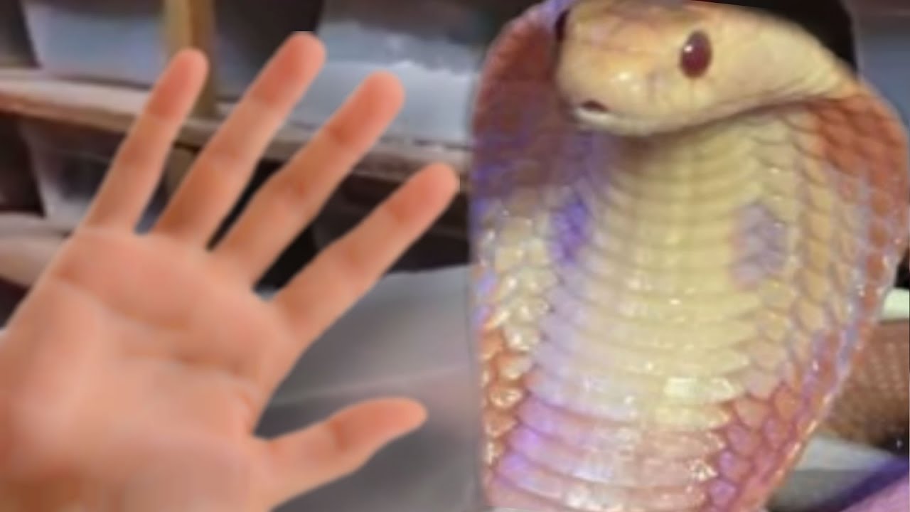 ପୁଣି ସର୍ପଘାତରେ; ମାଆ,ପୁଅ ମୃତ