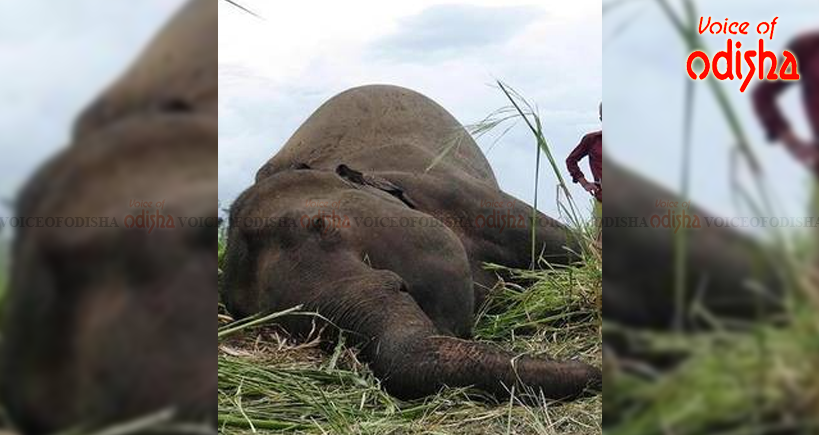 ଅସୁସ୍ଥ ହାତୀ ମୃତ: ହର୍ପିସ ?