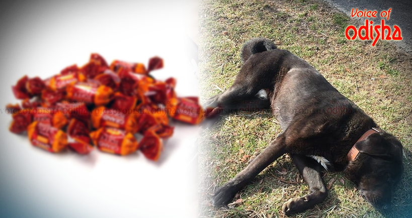 କୁକୁରଙ୍କ ମୃତୁ୍ୟର କାରଣ ହୋଇପାରେ ଚକୋଲେଟ୍