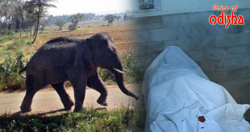 ଚାଷୀଙ୍କୁ ଦଳି ମାରିଦେଲା ହାତୀ