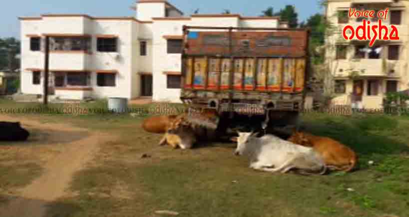 ବେଆଇନ ଗୋରୁଚାଲାଣ ବେଳେ ଗାଡି ଜବତ