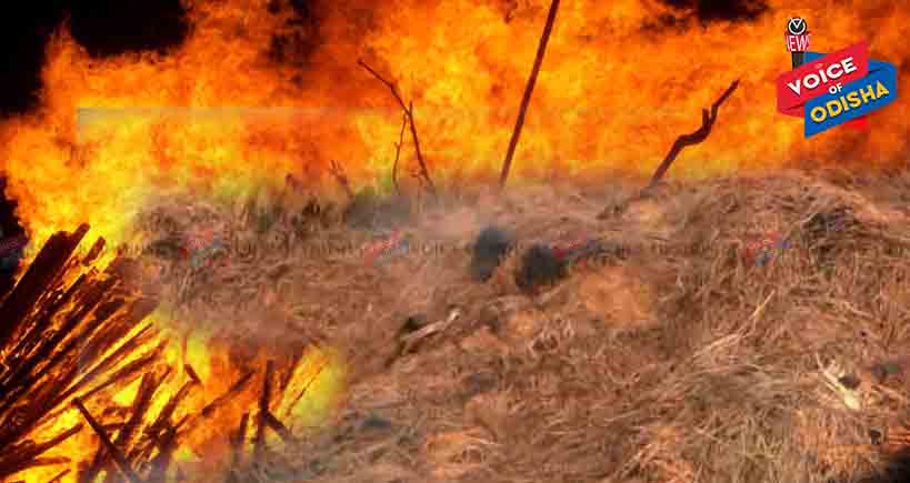 ଜଳିଗଲା ମନୋଜଙ୍କ ବର୍ଷକର ପରିଶ୍ରମ : ଧାନ ଖଳାରେ ନିଆଁ