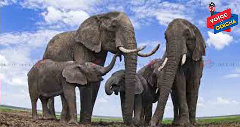 ଦୁର୍ଦ୍ଧାନ୍ତ ହାତୀଙ୍କ ବେକରେ ଲାଗିବ ରେଡିଓ କାଲାର