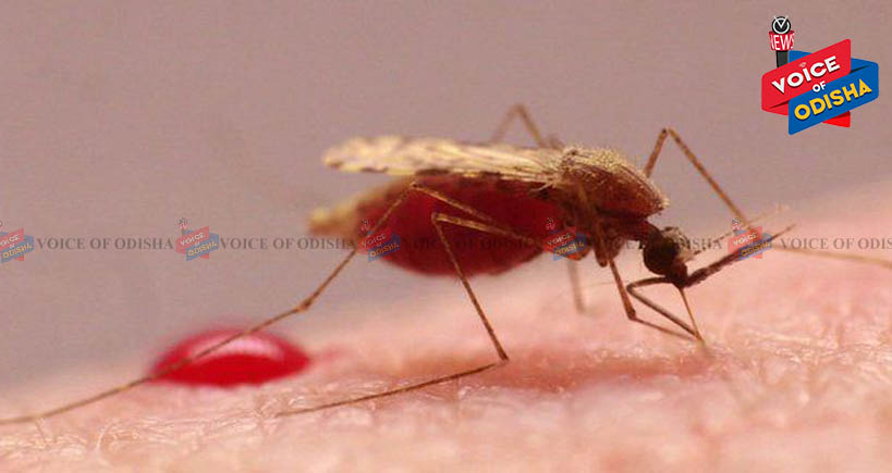 ମଶା କାମୁଡିବା ଦ୍ୱାରା ନିଦ୍ରା ଭଙ୍ଗ ହେଉଛି କି ? ଆପଣାନ୍ତୁ ଏହି ଉପାୟ