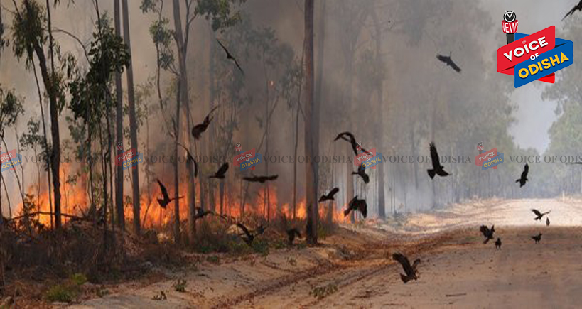 ଅଷ୍ଟ୍ରେଲିଆ ଜଙ୍ଗଲରେ ନିଆଁ, ଜଳିଗଲେ ୫୦ କୋଟି ଜୀବଜନ୍ତୁ