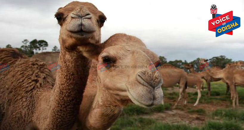 ୧୦ ହଜାର ଓଟଙ୍କୁ ଗୁଳି ନିଦେ୍ର୍ଧଶ, ହେଲିକପ୍ଟରରୁ ଗୁଳି କରିବେ ପେସାଦାର ସୁଟର୍