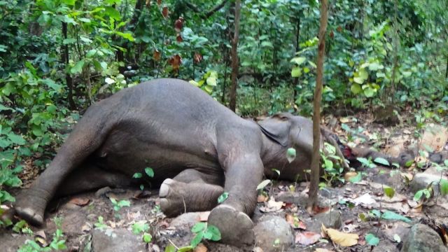 ଜଙ୍ଗଲରୁ ଦନ୍ତା ହାତୀର ମୃତଦେହ ଉଦ୍ଧାର ।