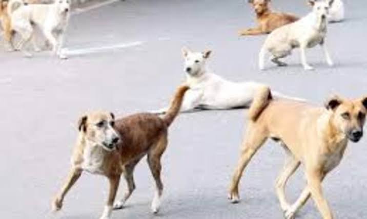 ବୁଲା କୁକୁର, ଗୋରୁଙ୍କୁ ଦିଆଯିବ ଖାଦ୍ୟ