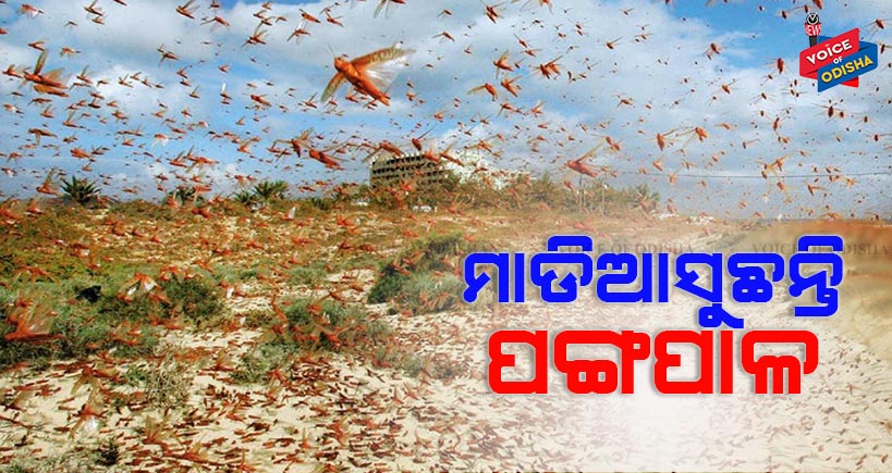 ଓଡିଶାକୁ ଆଉ ଏକ ବିପଦ, ମାଡିଆସୁଛନ୍ତି ଦଳ ଦଳ ପଙ୍ଗପାଳ । 