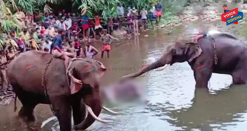 କେରଳରେ ଗର୍ଭବତୀ ହାତୀ ମୃତ୍ୟୁ ଘଟଣା,ଦୋଷୀଙ୍କ ବିରୋଧରେ କଡ଼ା କାର୍ୟ୍ୟାନୁଷ୍ଠାନ ଦାବି ।