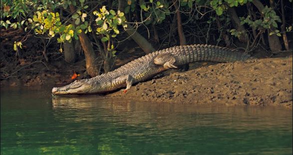 ଭିତରକନିକାରେ ୬୮ଟି କୁମ୍ଭୀର ବସା ଠାବ ।